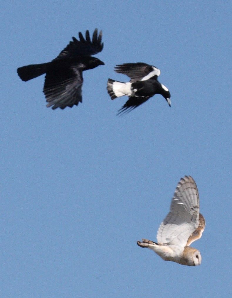 Barn Owl (Eastern) - ML63979041