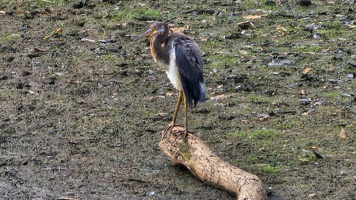 Tricolored Heron - ML639790428