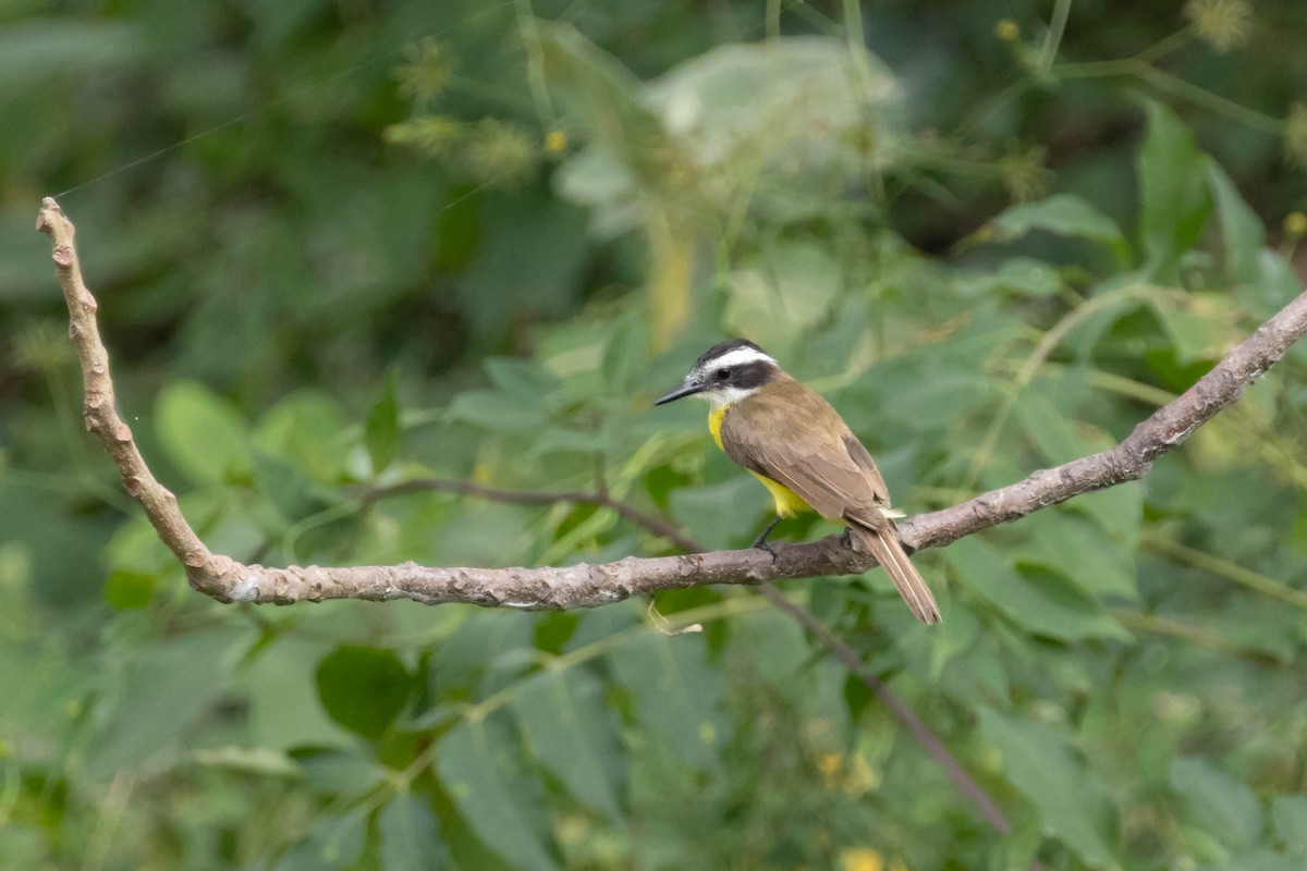 Lesser Kiskadee - ML639790435