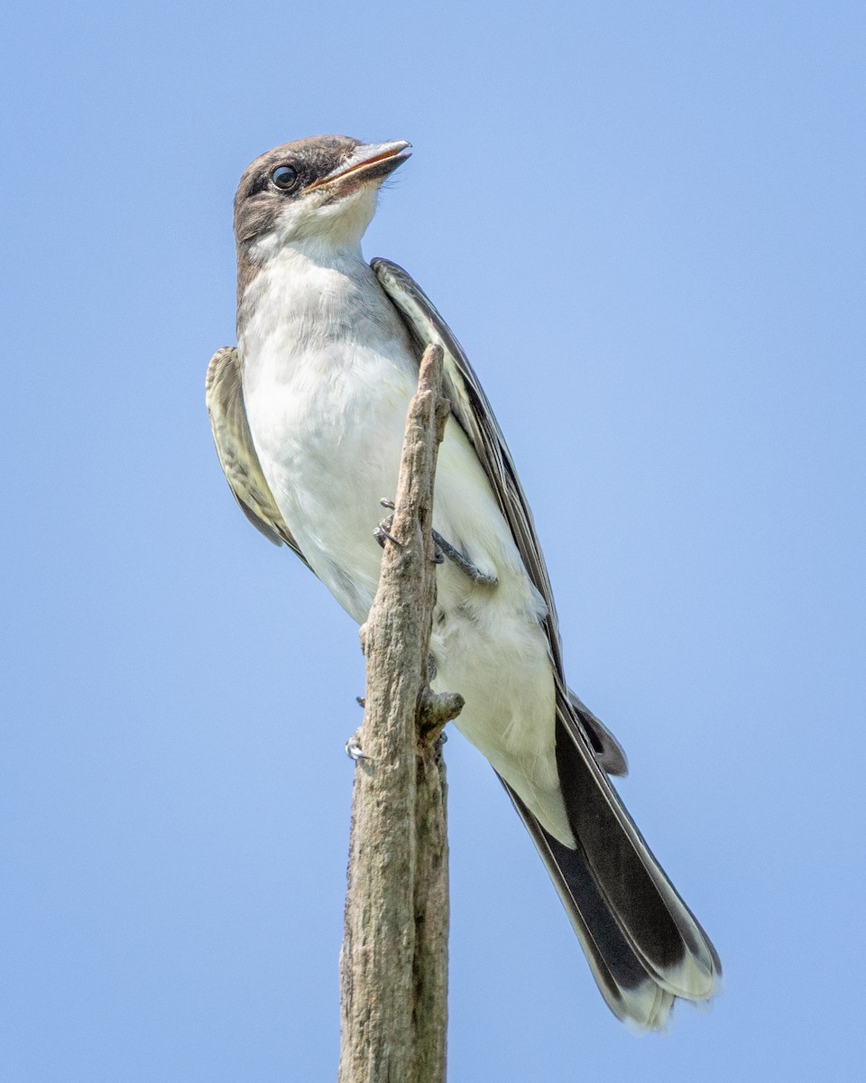 Eastern Kingbird - ML639790467
