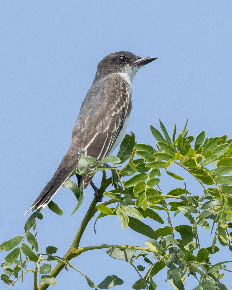 Eastern Kingbird - ML639790468