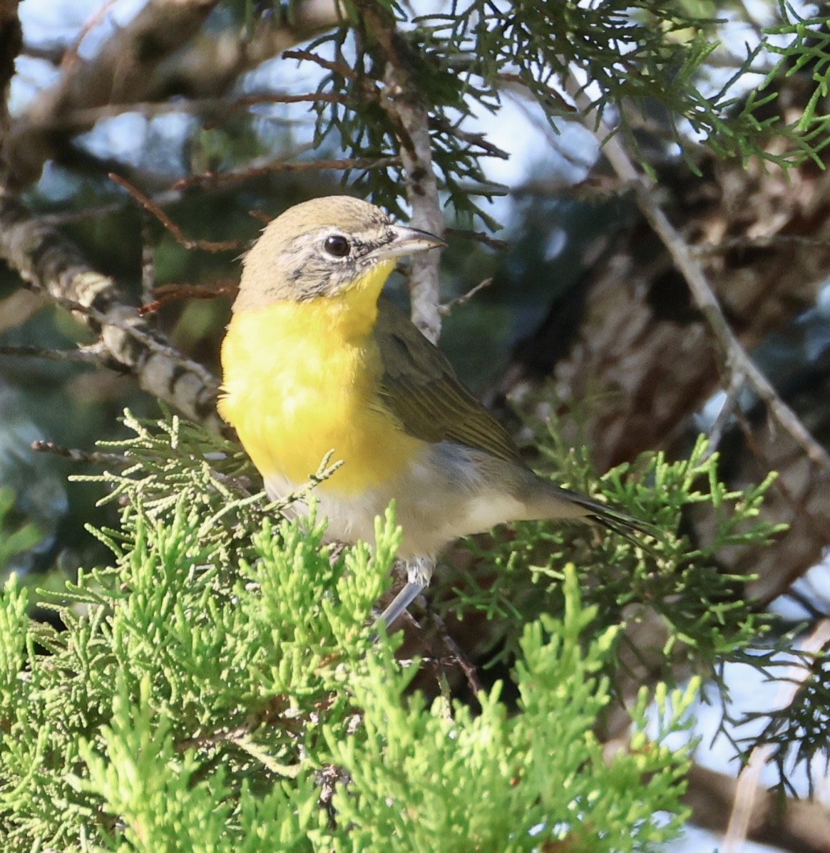 Yellow-breasted Chat - ML639790480