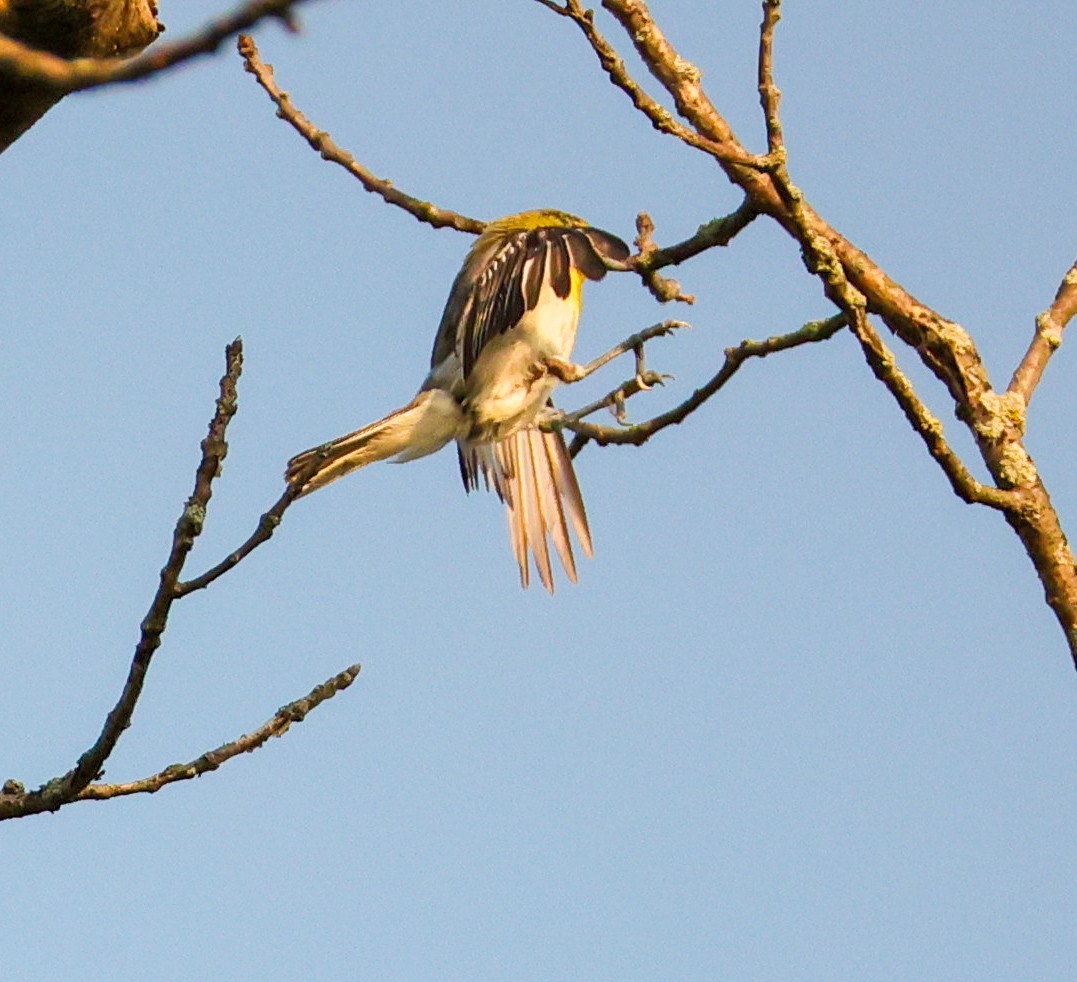 Yellow-throated Vireo - ML639790481