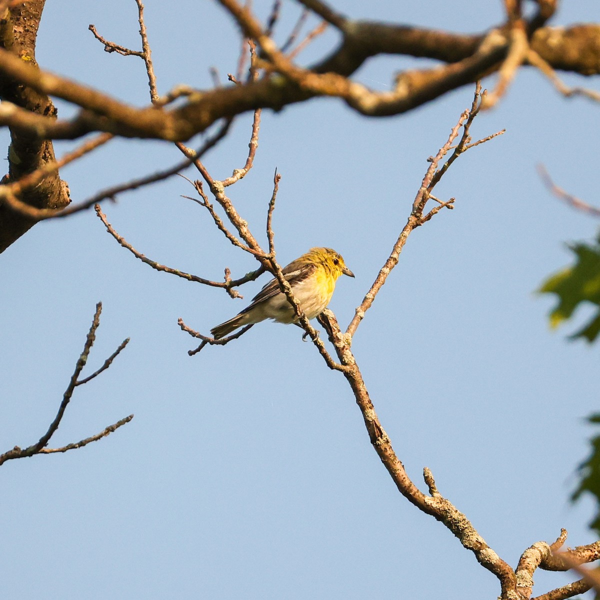 Yellow-throated Vireo - ML639790482