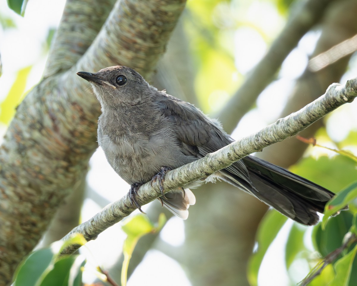Gray Catbird - ML639790484