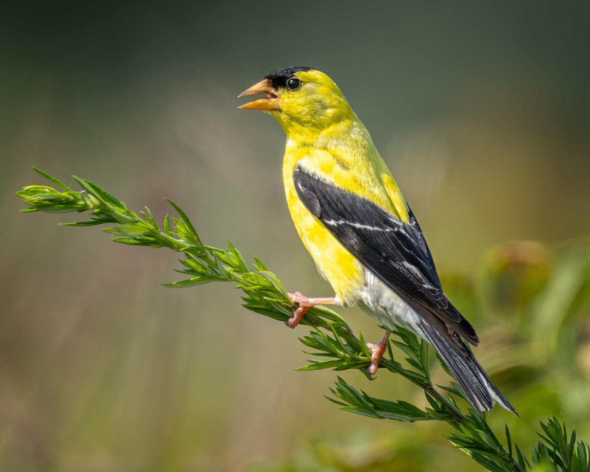 American Goldfinch - ML639790509