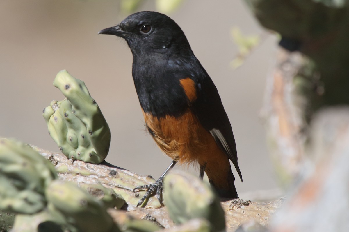White-winged Cliff-Chat - ML639790589