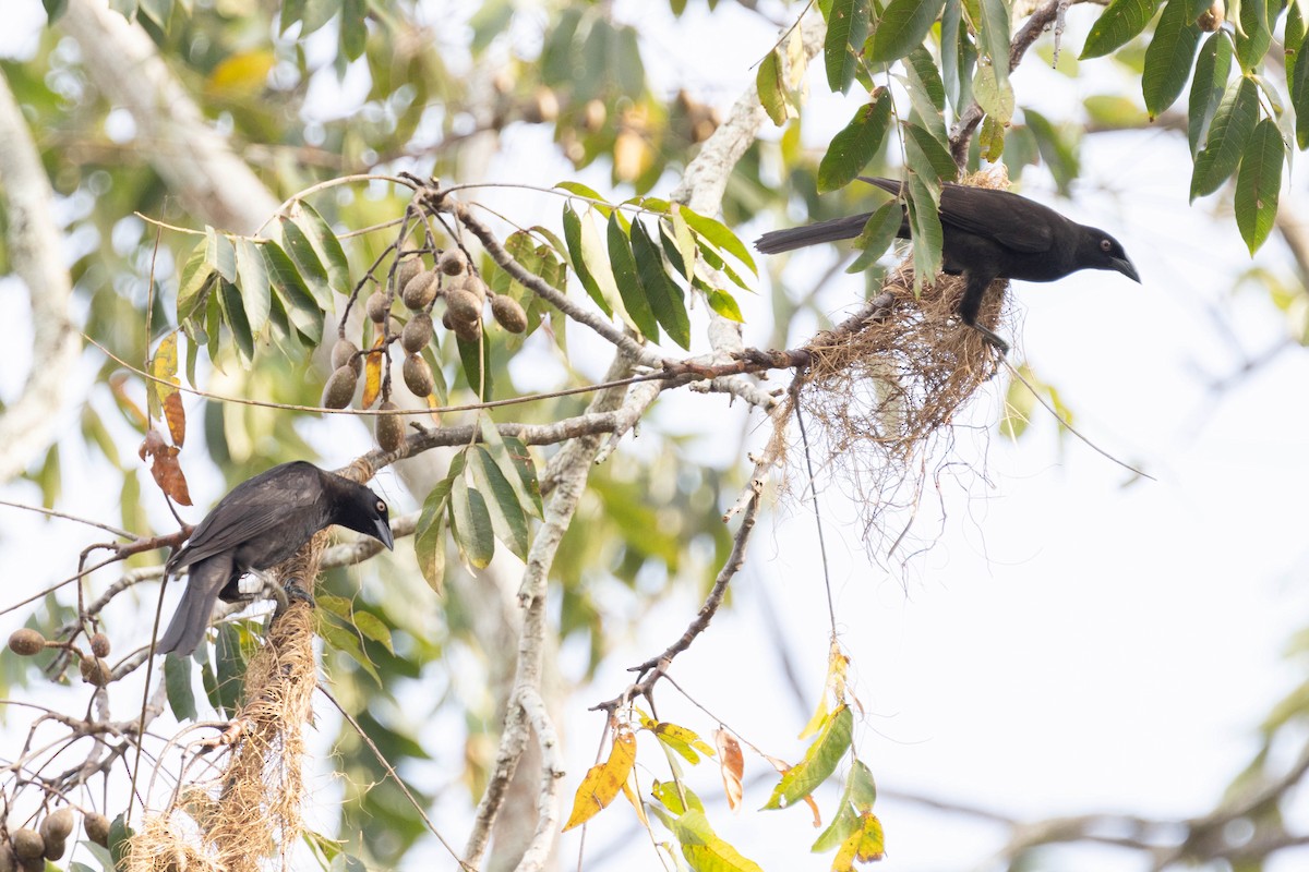 Giant Cowbird - ML639790676