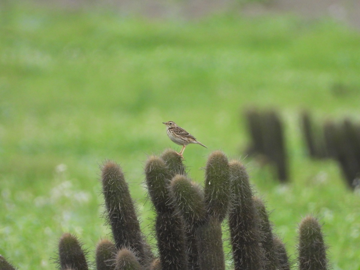 Peruvian Pipit - ML639790714