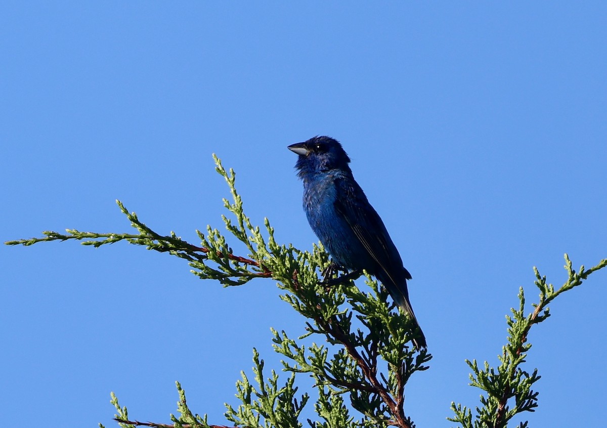 Indigo Bunting - ML639790723