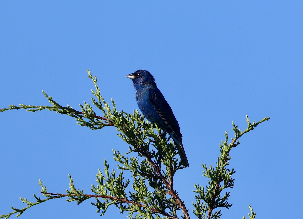 Indigo Bunting - ML639790724