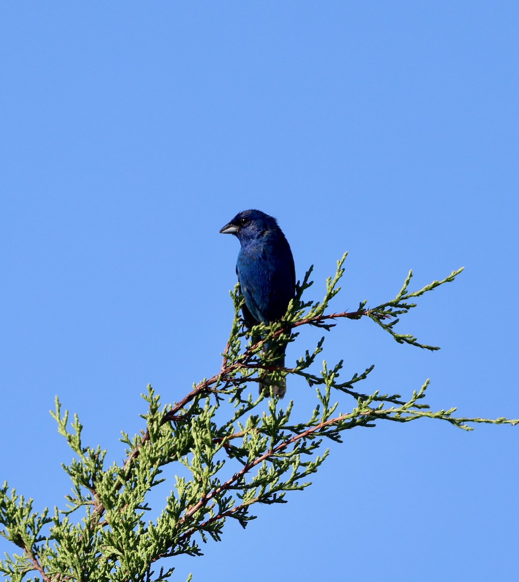 Indigo Bunting - ML639790725