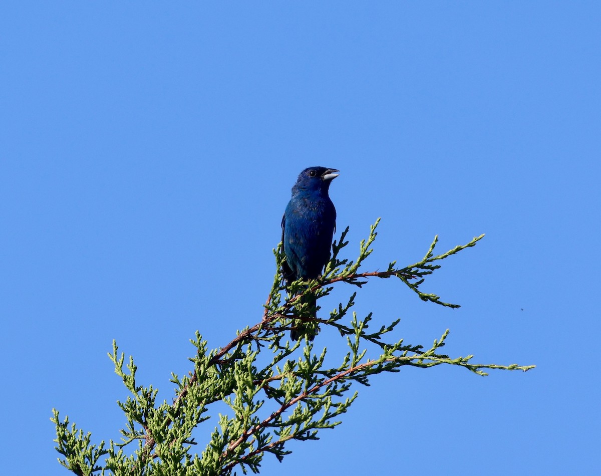 Indigo Bunting - ML639790726