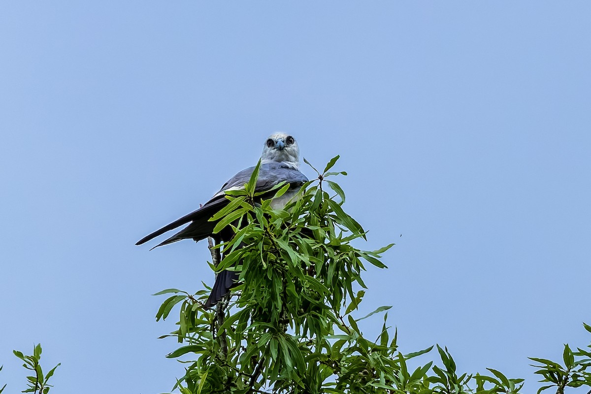 Mississippi Kite - ML639790730