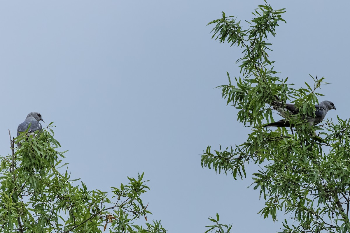 Mississippi Kite - ML639790732