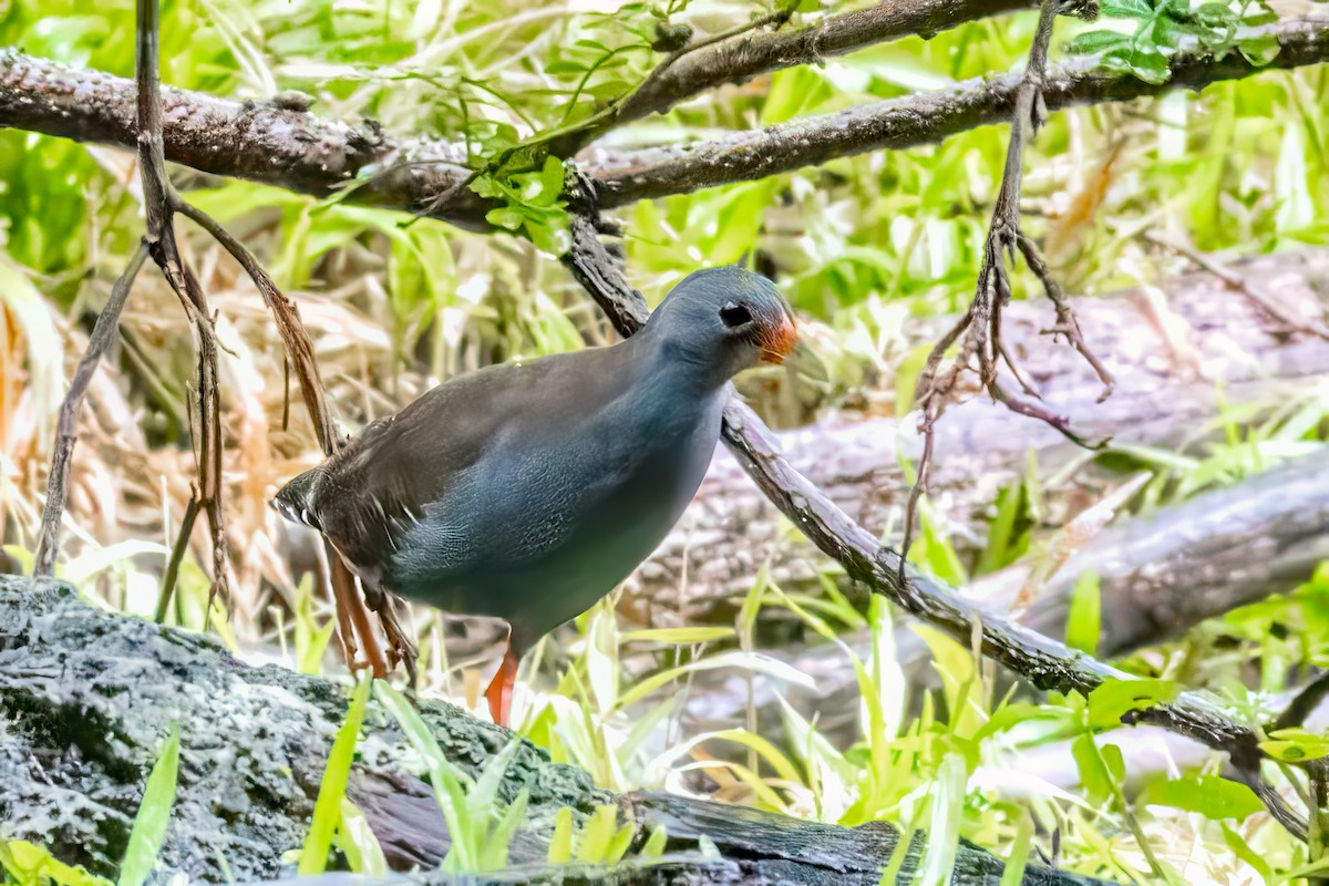 Paint-billed Crake - ML639790781