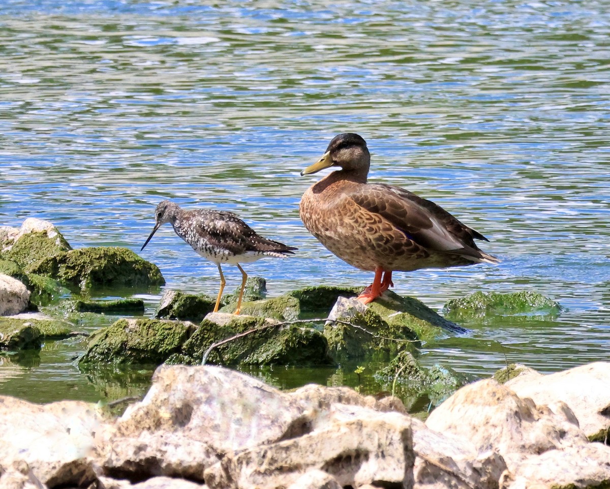 Greater Yellowlegs - ML639790890