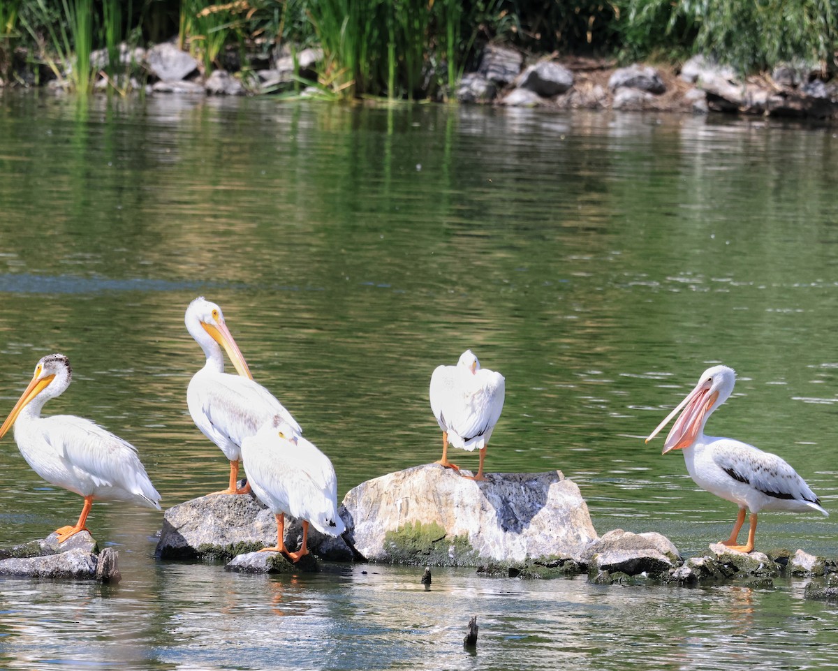 American White Pelican - ML639790908