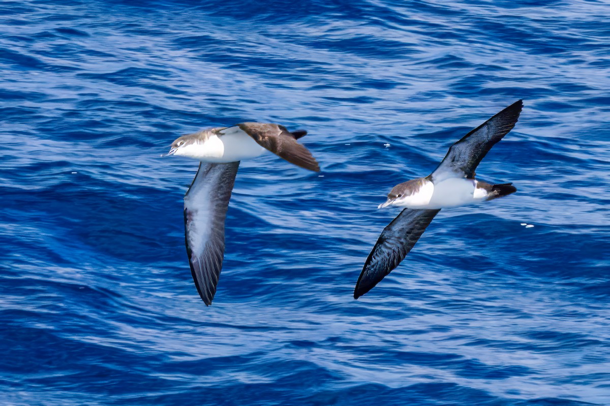 Galapagos Shearwater - ML639790956