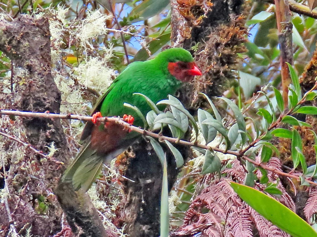 Papageitangare - ML639791062