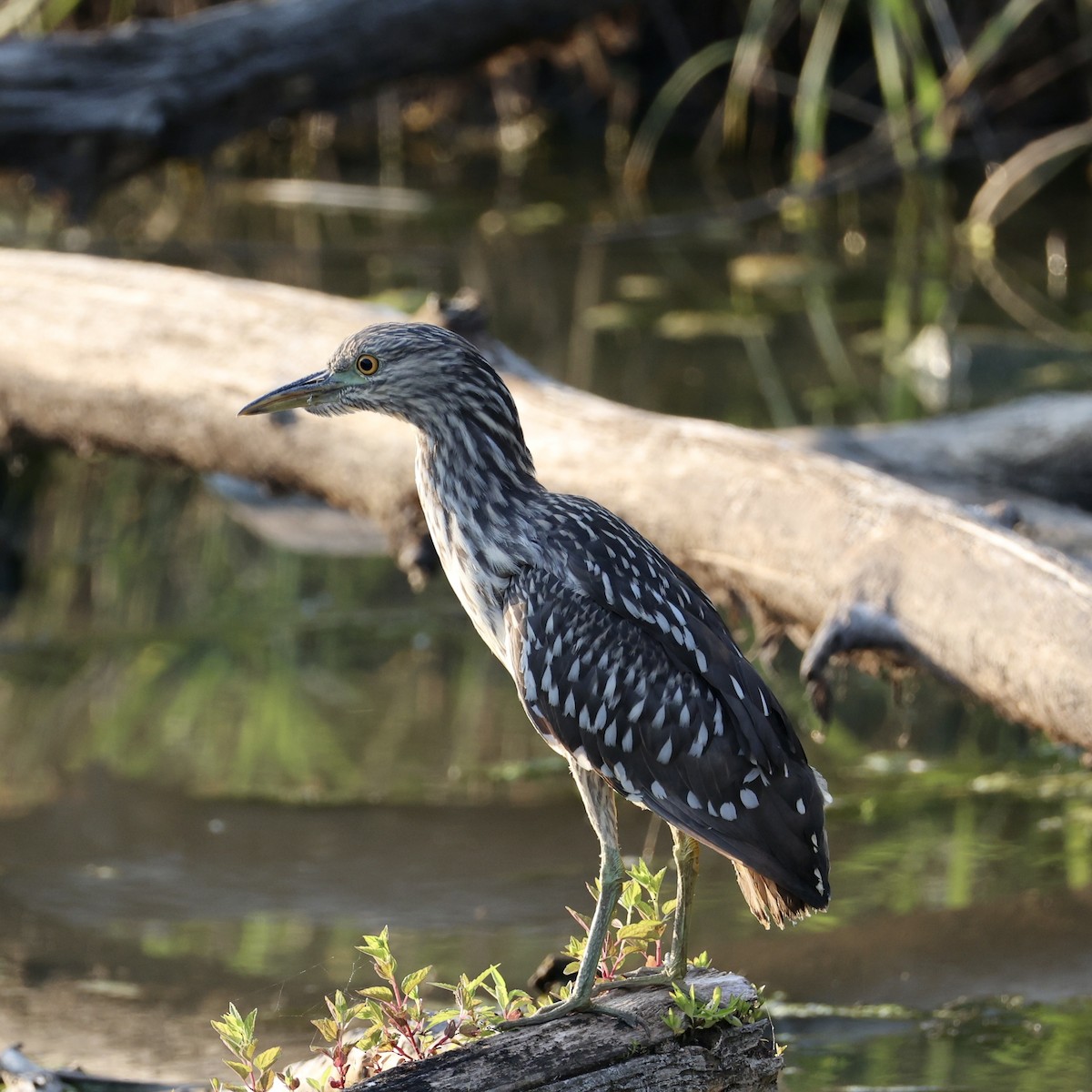 Black-crowned Night Heron - ML639791167