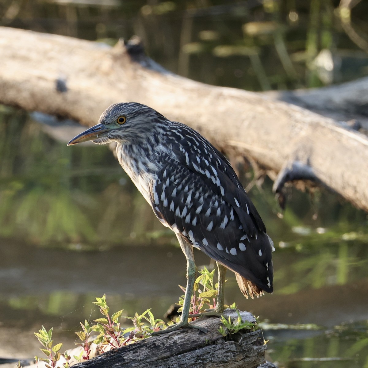 Black-crowned Night Heron - ML639791199