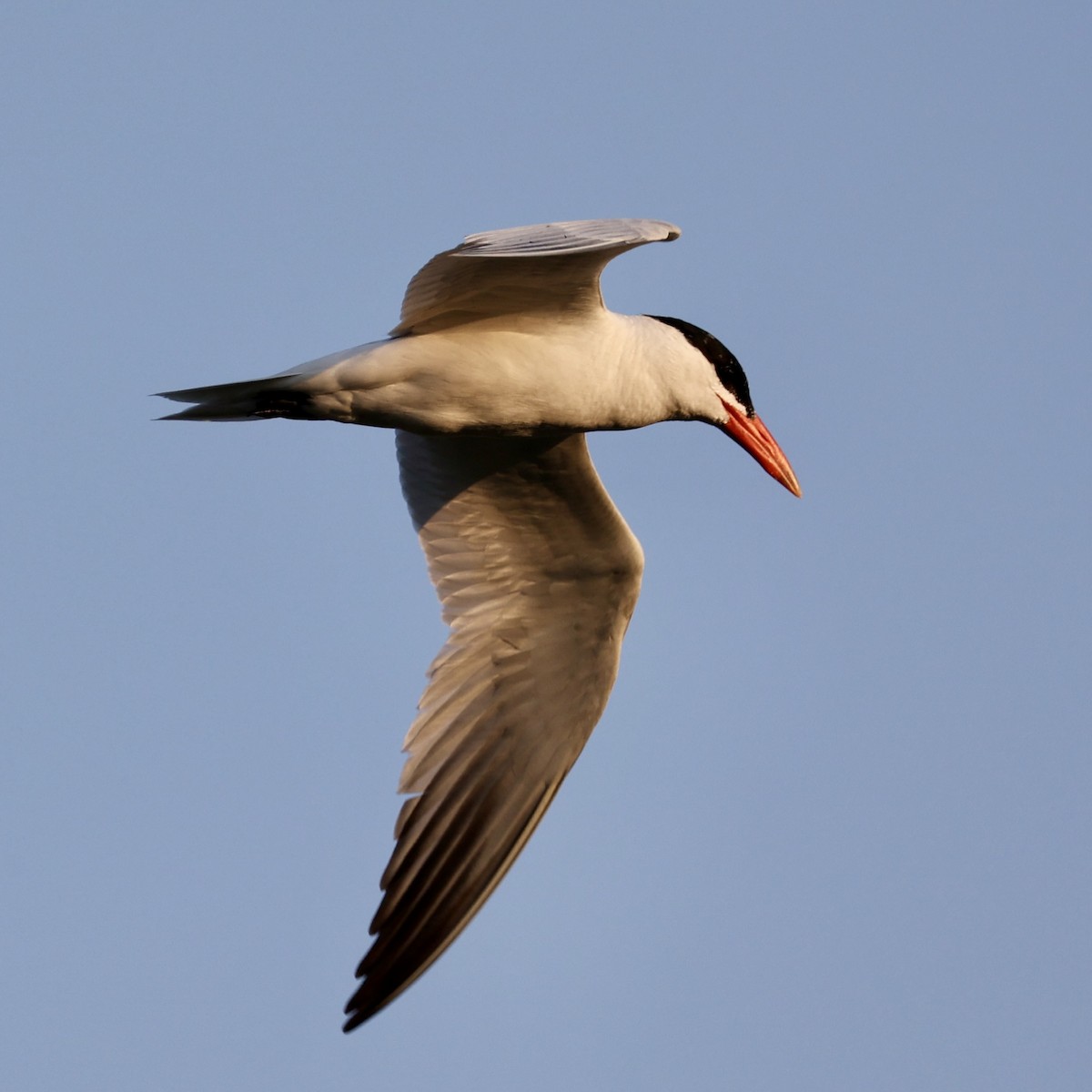 Caspian Tern - ML639791252