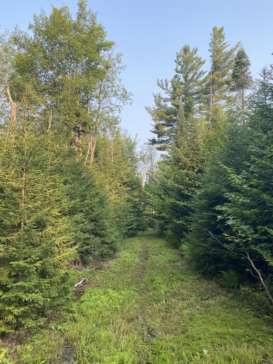 null - ML639791294