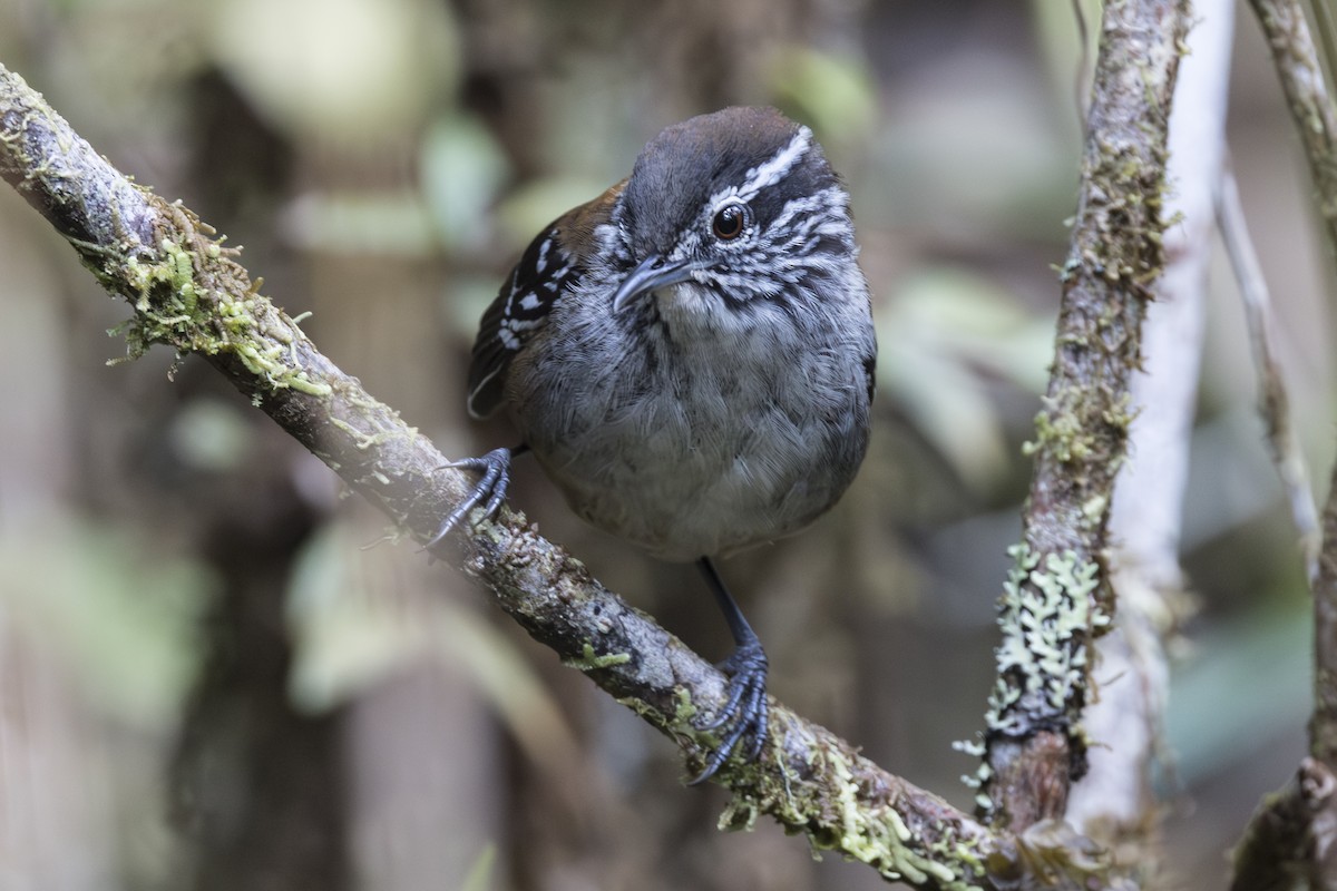 Bar-winged Wood-Wren - ML639791306