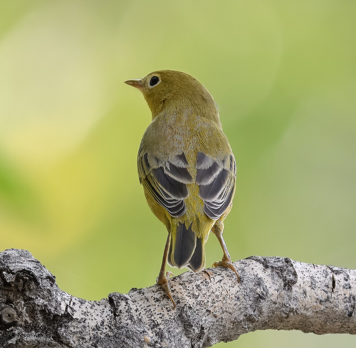 Yellow Warbler - ML639791382