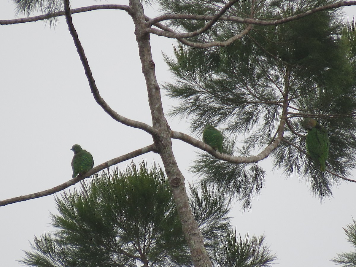 Dwarf Fruit-Dove - ML639791392