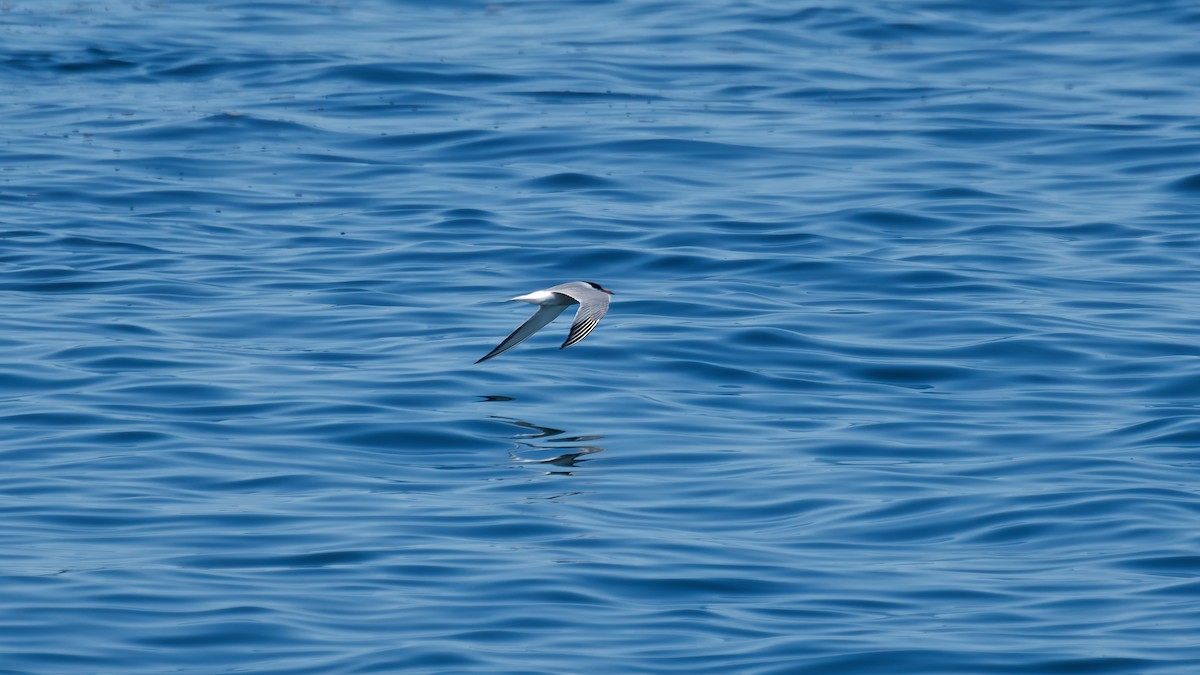 Common Tern - ML639791425