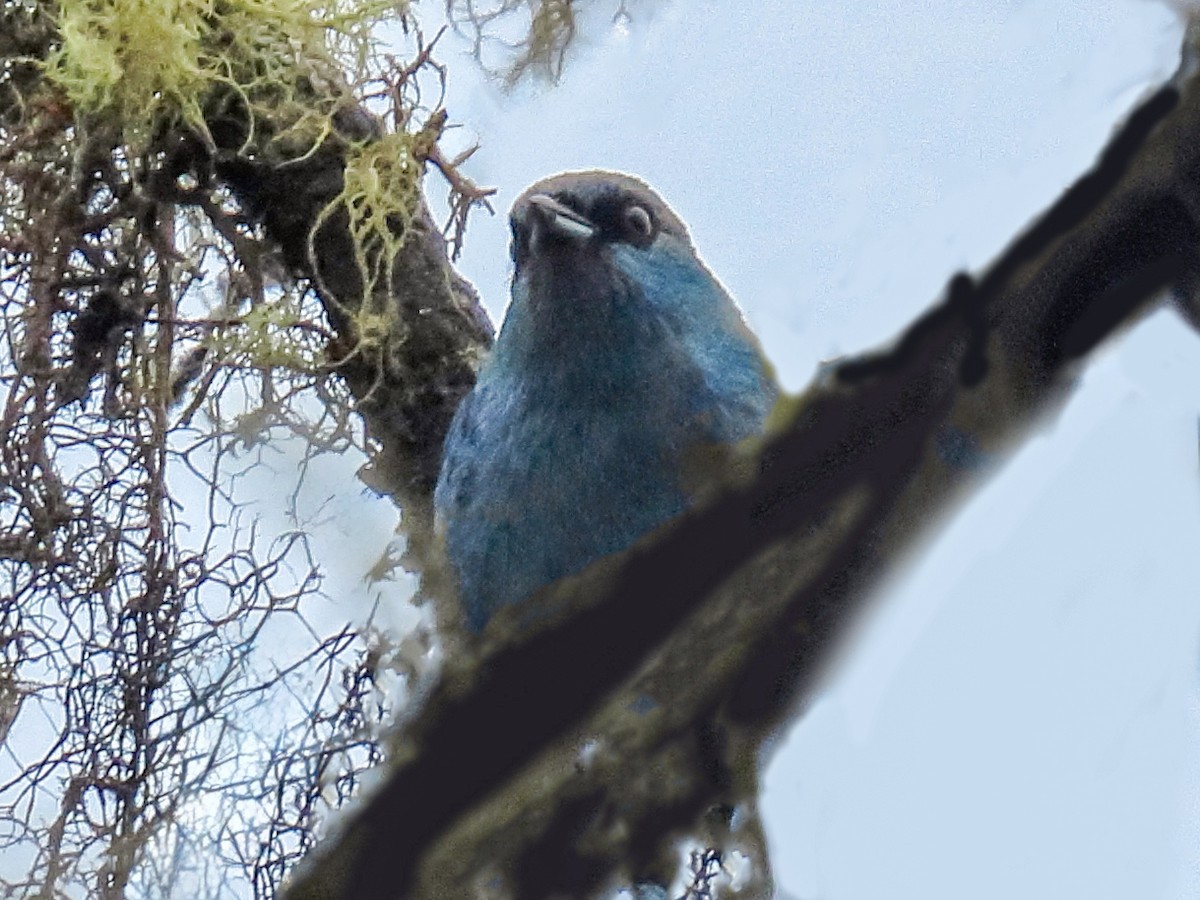 Schwarzblautangare - ML639791426