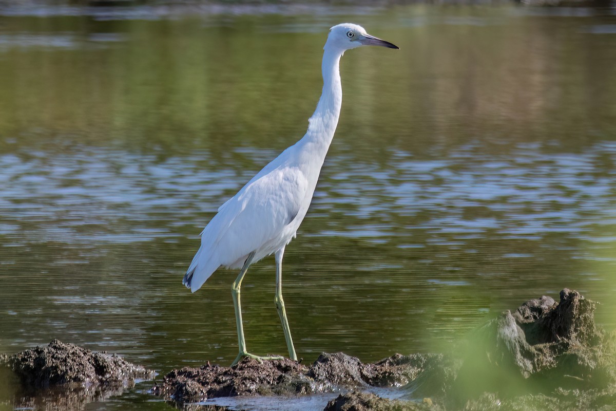 Little Blue Heron - ML639791590