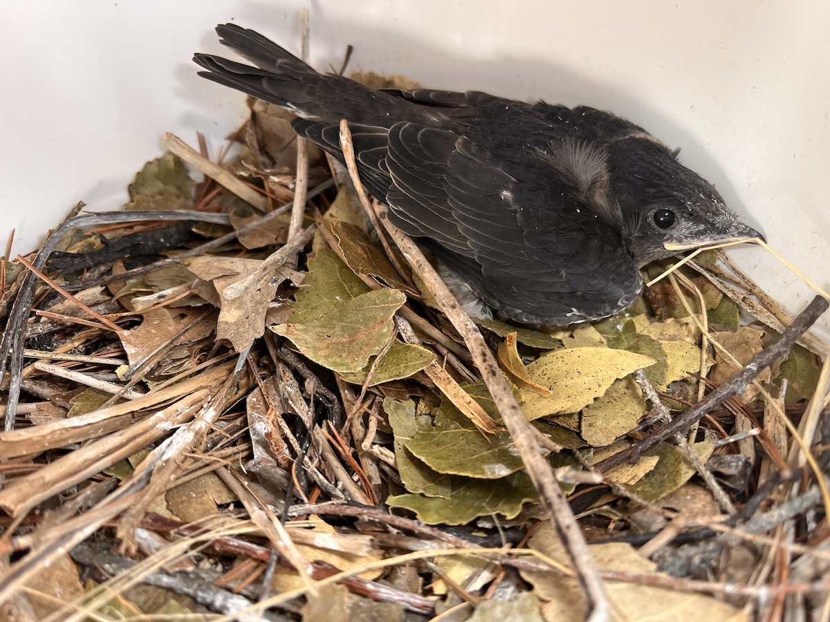 Purple Martin - ML639791915