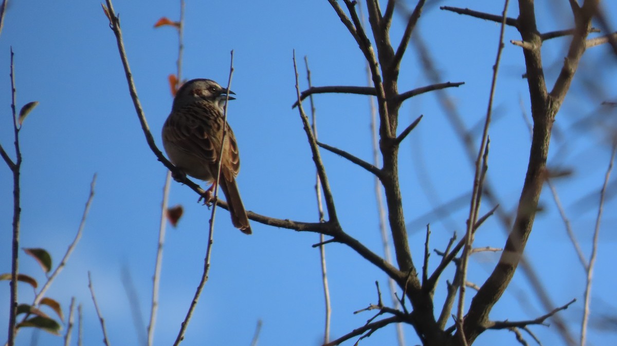 Yungas Sparrow - ML639791951