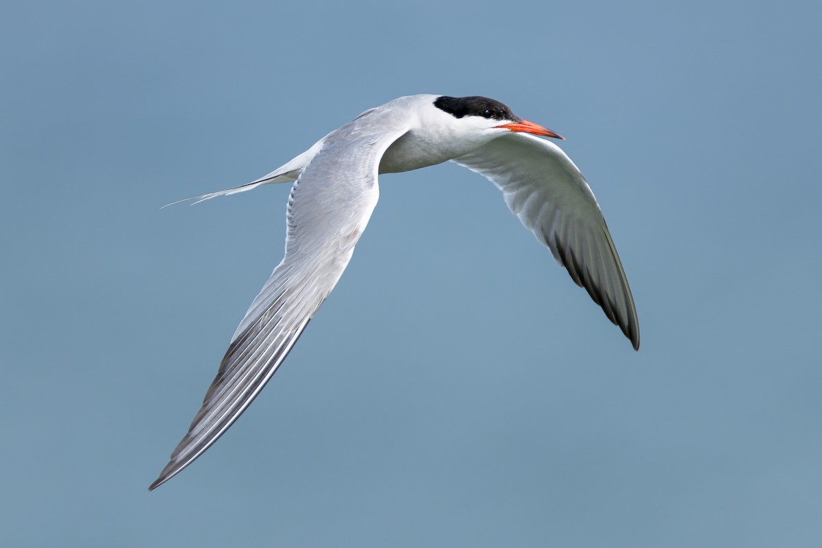 Common Tern - ML639792021