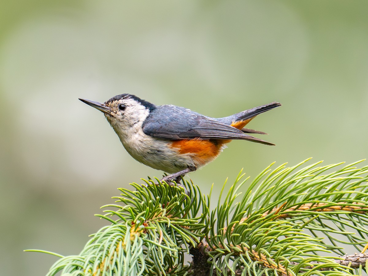 White-cheeked Nuthatch - ML639792040