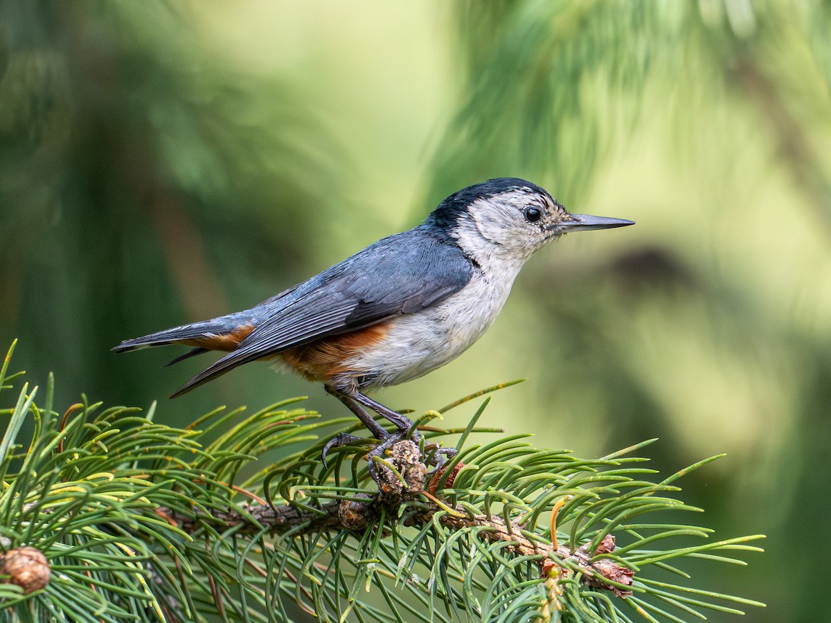 White-cheeked Nuthatch - ML639792041