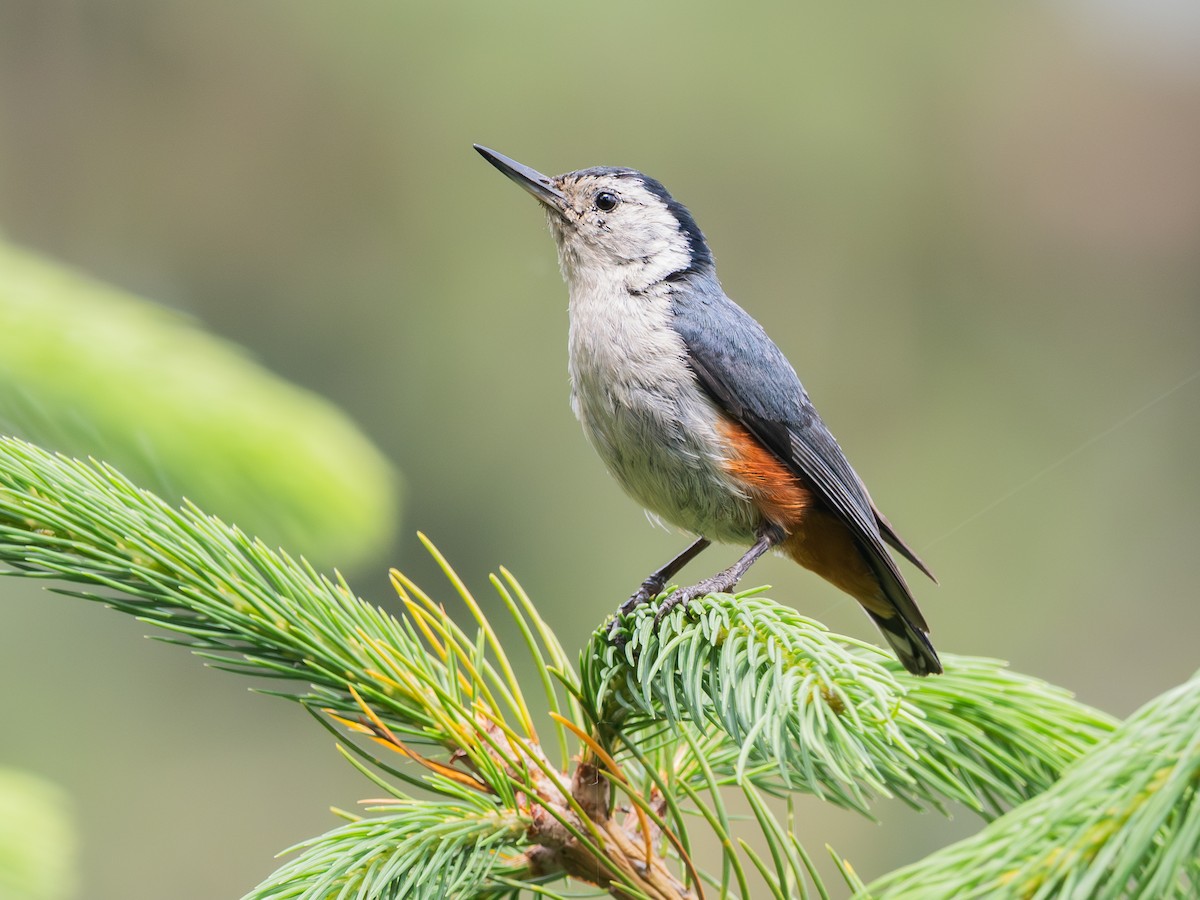 White-cheeked Nuthatch - ML639792043