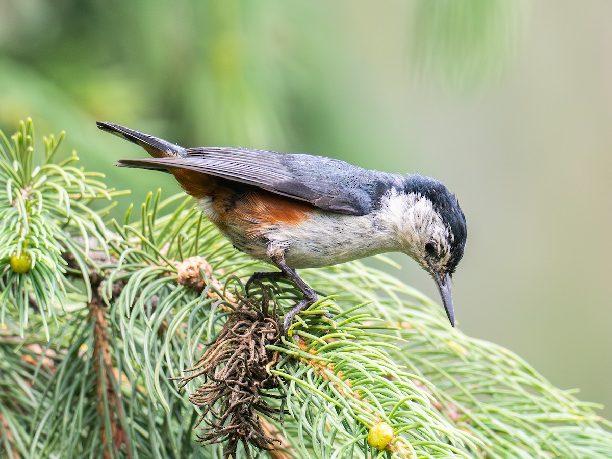 White-cheeked Nuthatch - ML639792044
