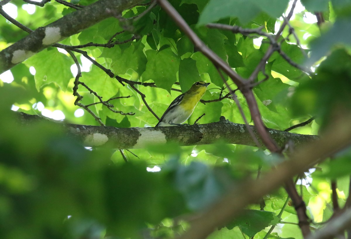 Yellow-throated Vireo - ML639792157