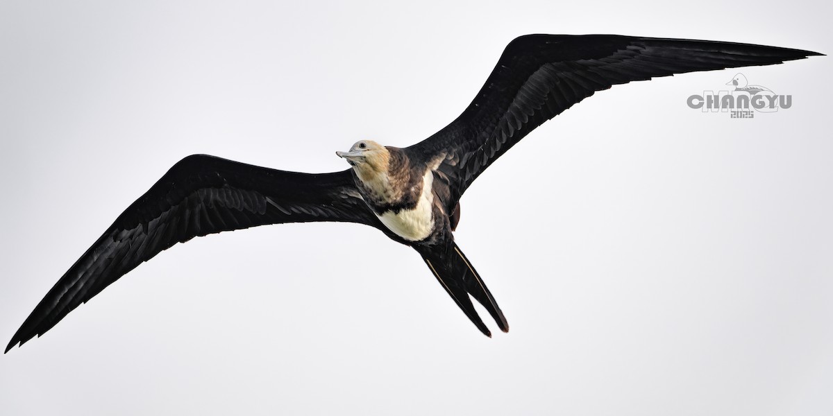 Lesser Frigatebird - ML639792234