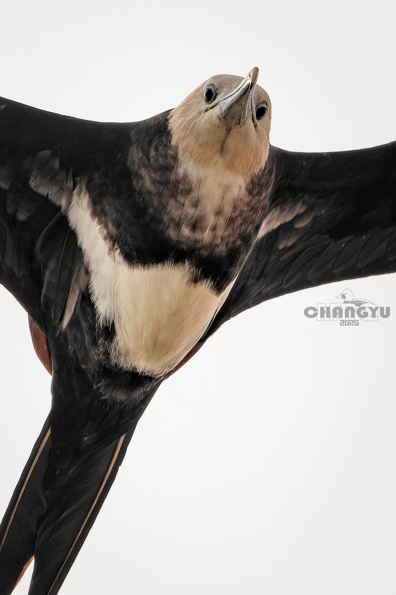 Lesser Frigatebird - ML639792235
