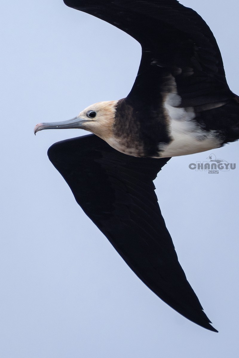 Lesser Frigatebird - ML639792236