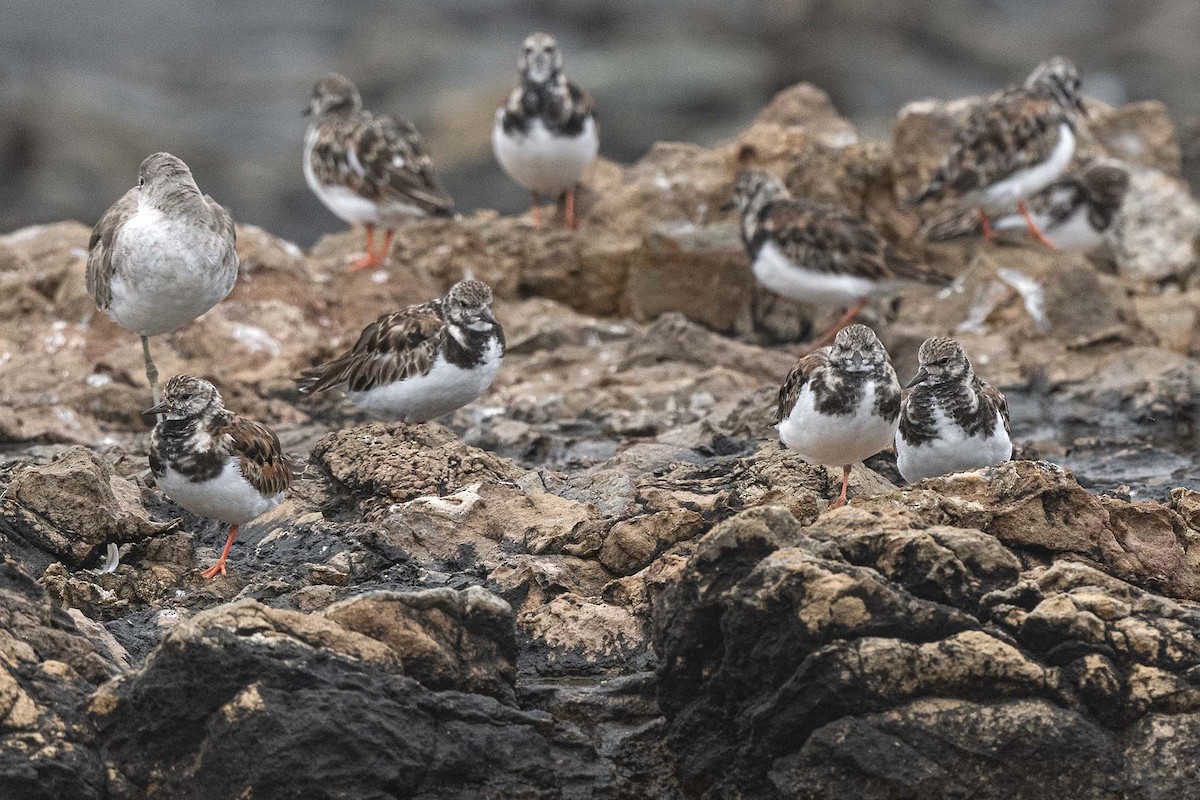 Ruddy Turnstone - ML639792306