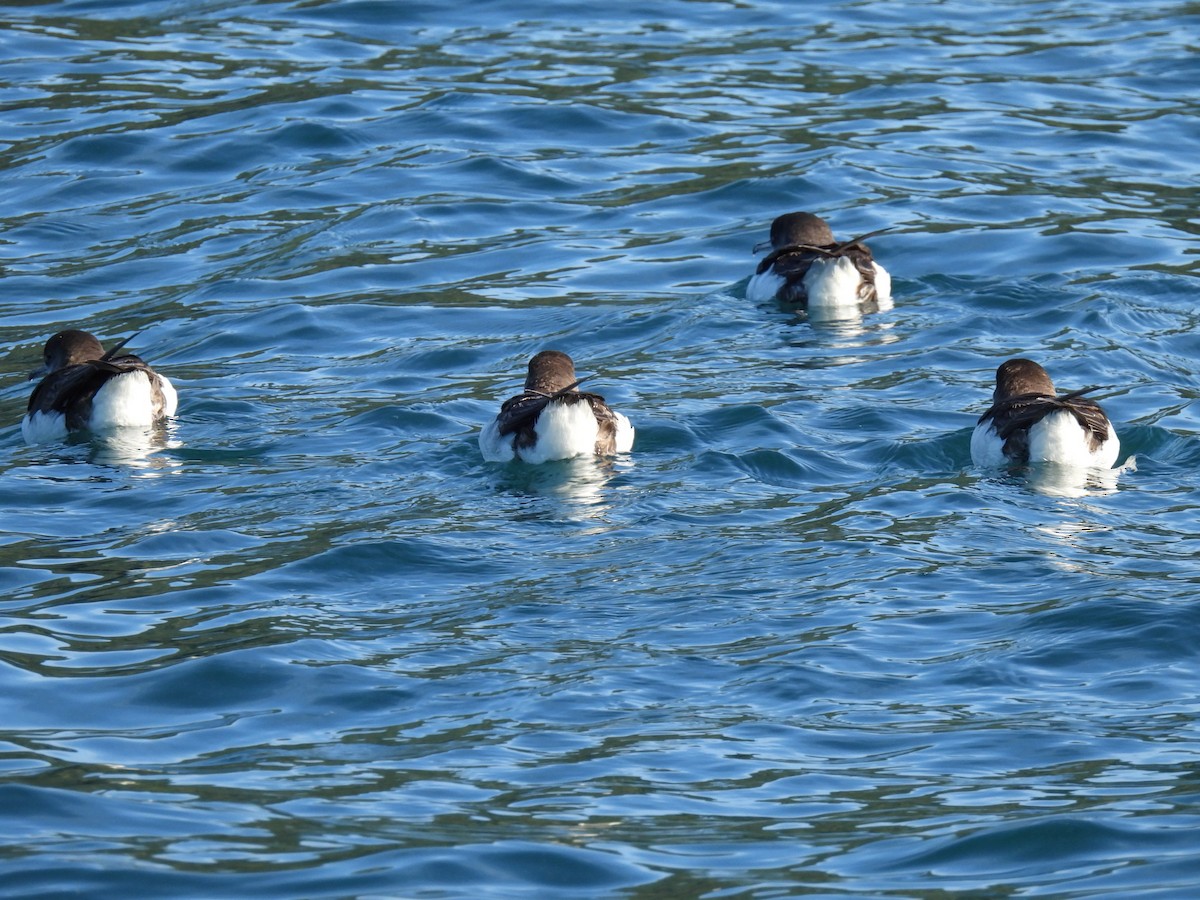 Fluttering Shearwater - ML639792320