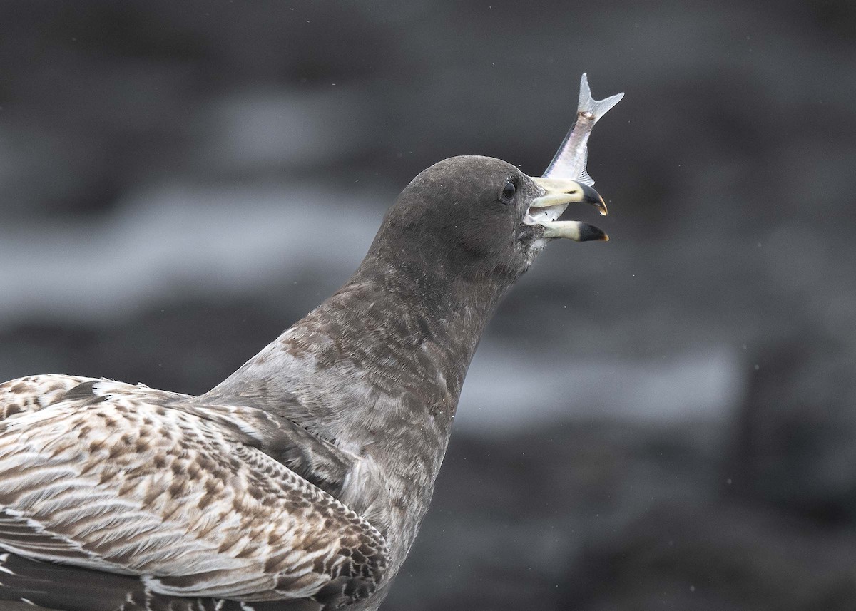 Belcher's Gull - ML639792334