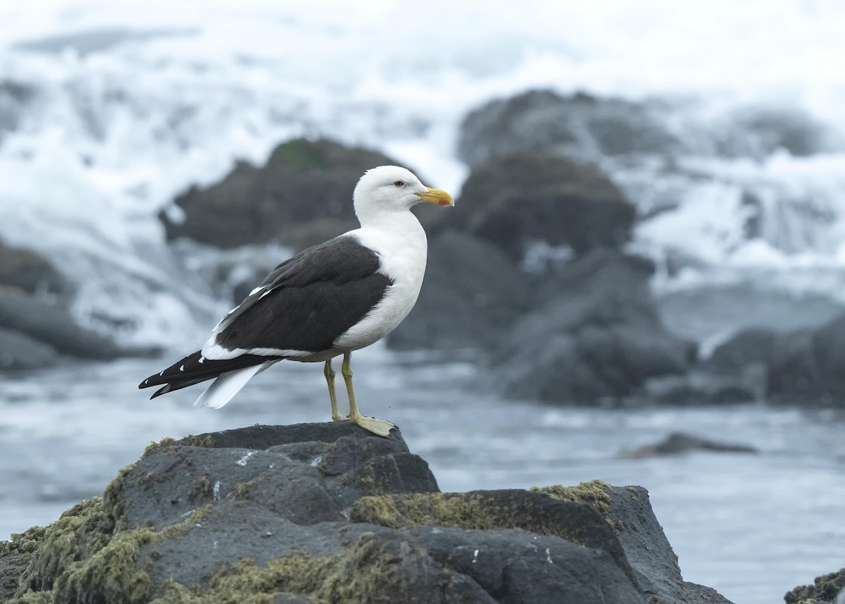 Kelp Gull - ML639792366