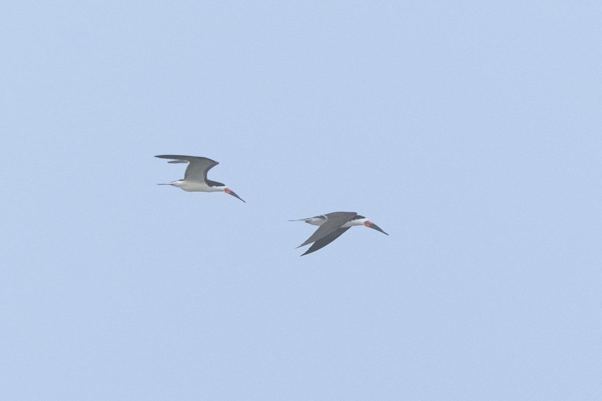Black Skimmer - ML639792375